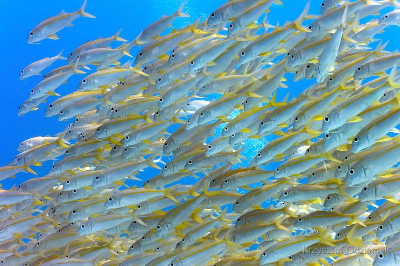 Egypt - Yellowfin Goatfish