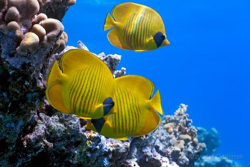 Egypt,diving,underwater,fish,gallery,coral,reef,butterfly Fish