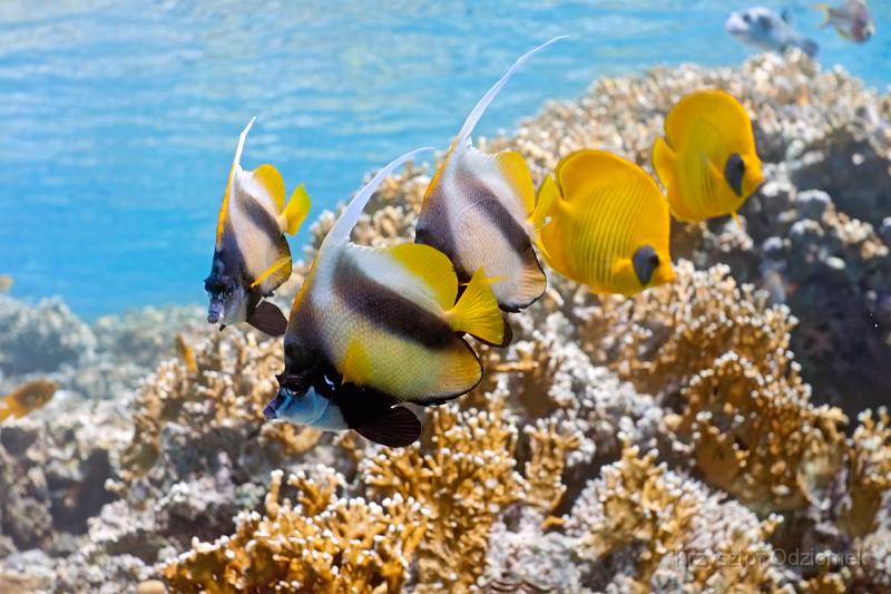 Egypt,diving,underwater,fish,gallery,coral,reef,butterfly fish and banner fish on the coral reef
