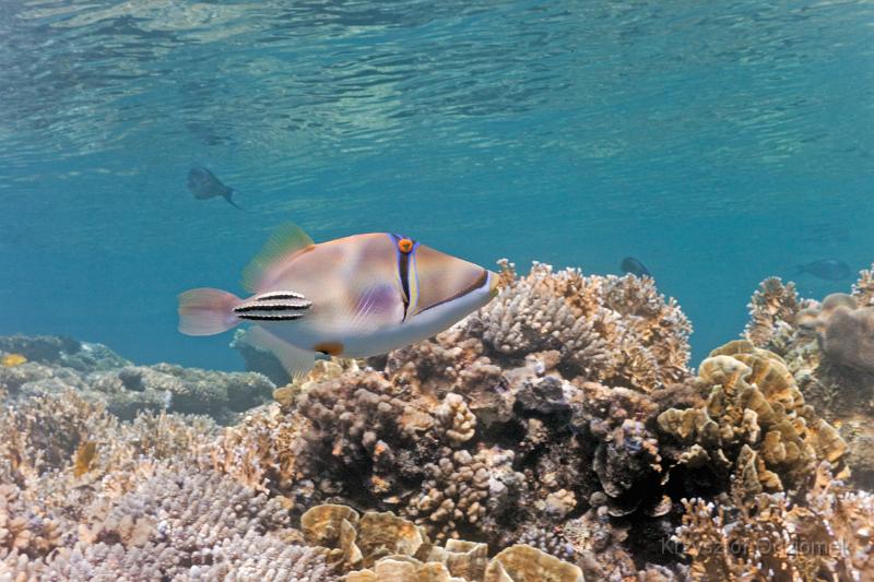 Egypt,diving,underwater,fish,gallery,coral,reef,Picasso fish
