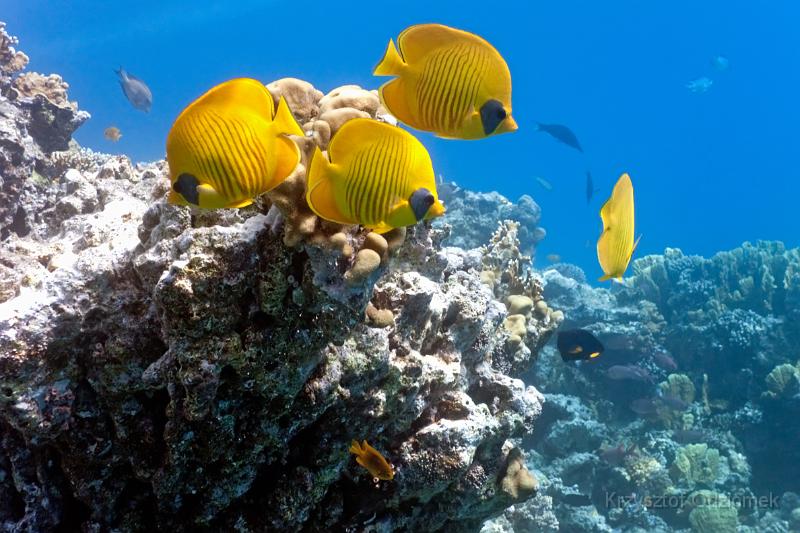 Egypt,diving,underwater,fish,gallery,coral,reef,school of butterfly fish on the reef