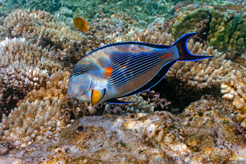 Egypt,diving,underwater,fish,gallery,coral,reef,Sohal Surgeonfish