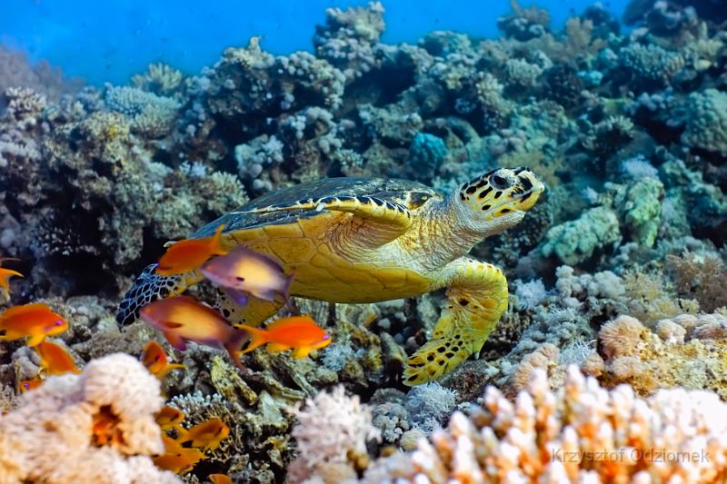 Egypt,diving,underwater,fish,gallery,coral,reef,Sea turtle on the coral reef