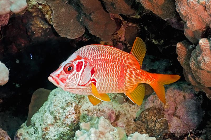 Egypt,diving,underwater,fish,gallery,coral,reef,Sabre Squirrelfish
