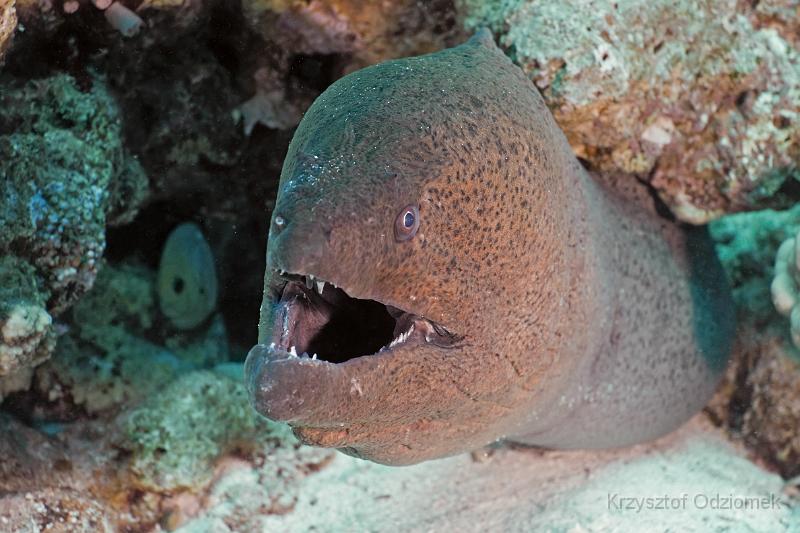 Egypt,diving,underwater,fish,gallery,coral,reef,Giant moray
