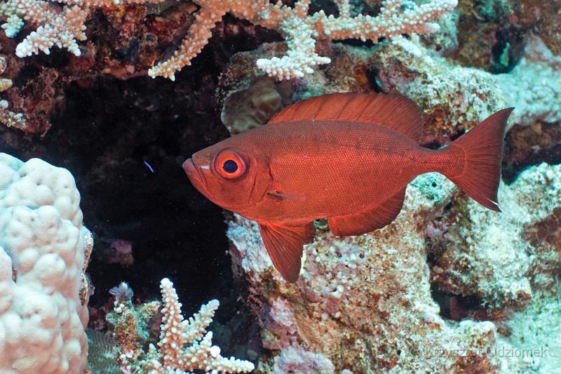 Egypt,diving,underwater,fish,gallery,coral,reef,Red crescent-tail bigeye fish