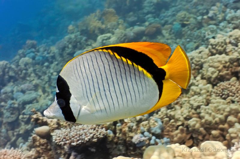 Egypt - Lined butterflyfish