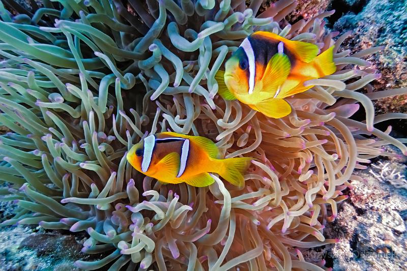 Egypt,diving,underwater,fish,gallery,coral,reef,anemonefish,clownfish