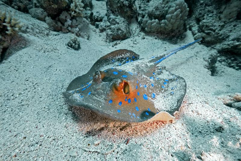 Egypt,diving,underwater,fish,gallery,coral,reef,stingray on the sand