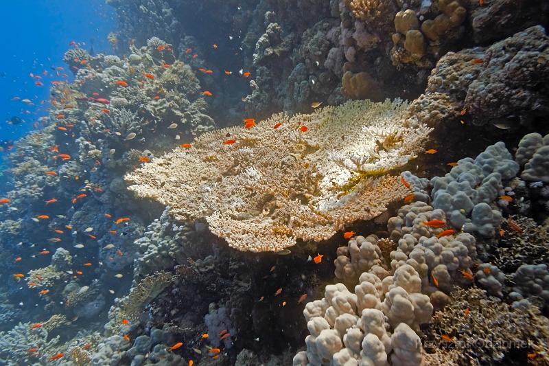 Egypt,diving,underwater,fish,gallery,coral,reef,anthias school under table coral