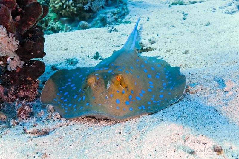 Egypt,diving,underwater,fish,gallery,coral,reef,stingray on the sand