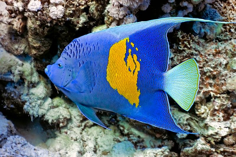 Egypt,diving,underwater,fish,gallery,coral,reef,Yellowbar Angelfish on the coral reef