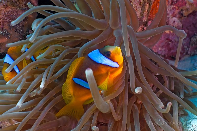 Egypt,diving,underwater,fish,gallery,coral,reef,Clownfish on the soft coral reef
