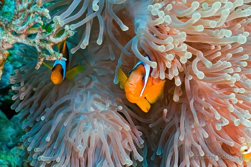 Egypt,diving,underwater,fish,gallery,coral,reef,Clownfish on the soft coral reef