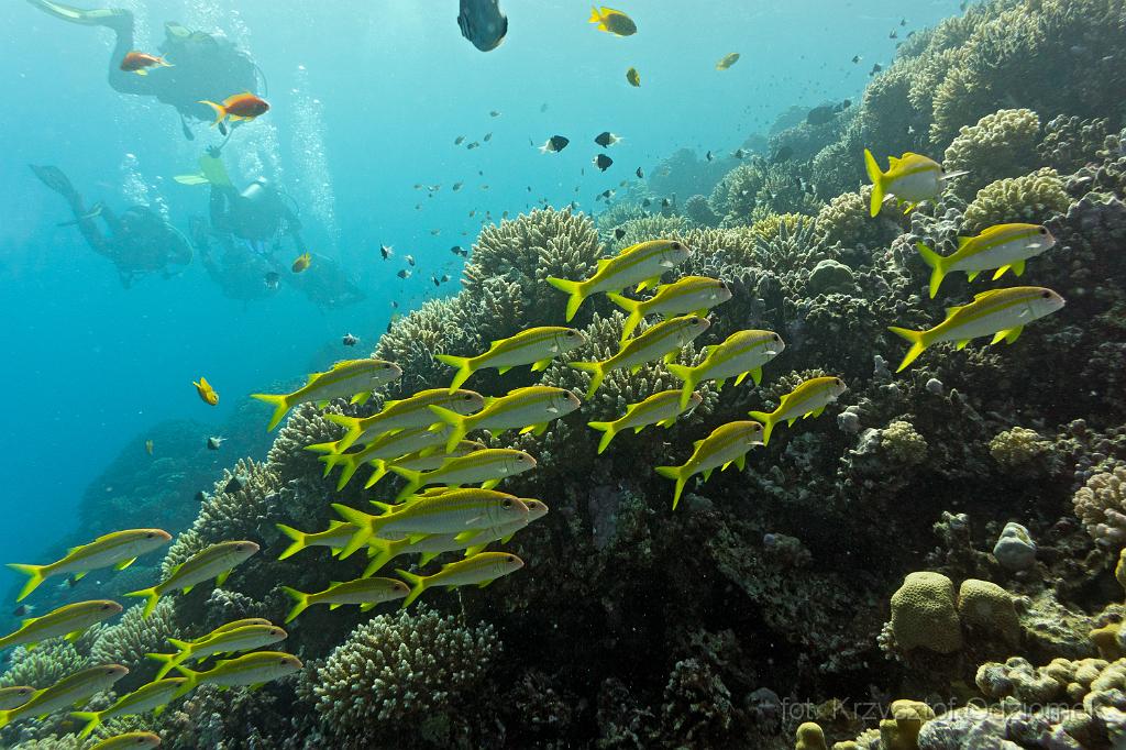 Egypt,diving,underwater,fish,gallery,coral,reef,School yellow Goat Fish and diver on the coral reef