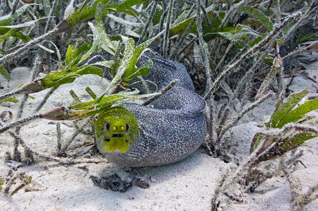 Egypt,diving,underwater,fish,gallery,coral,reef,Undulated Moral Eel