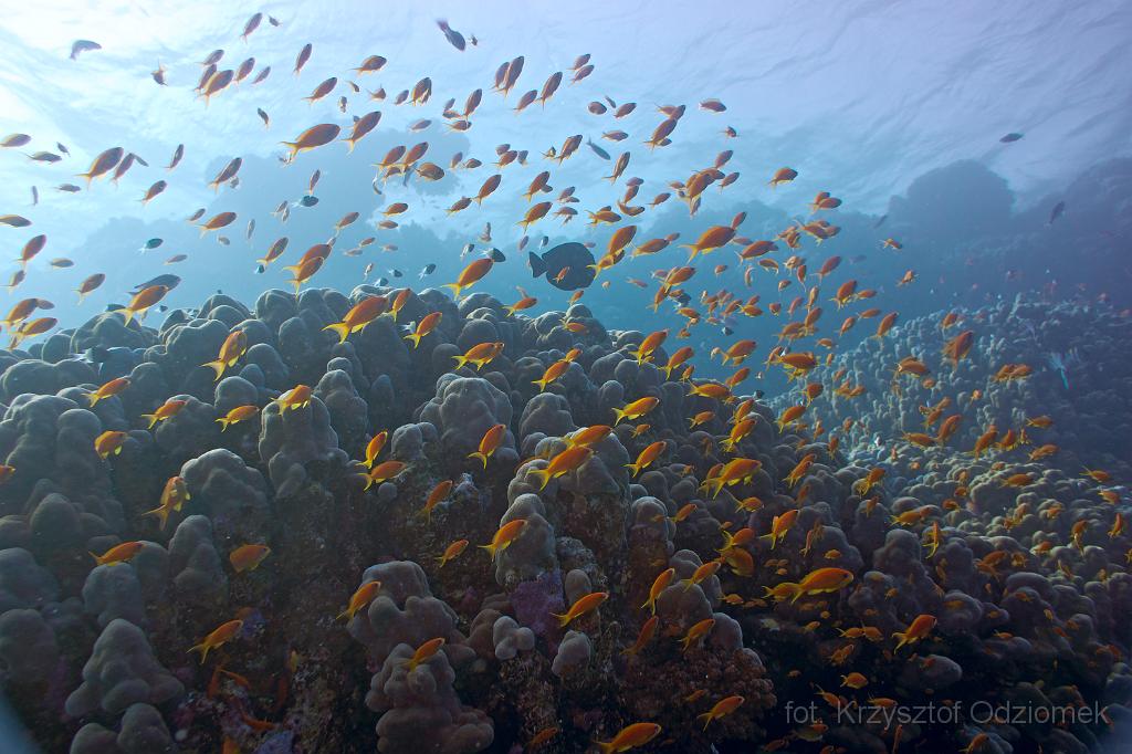 Egypt,diving,underwater,fish,gallery,coral,reef,School of anthias fish on the hard coral reef