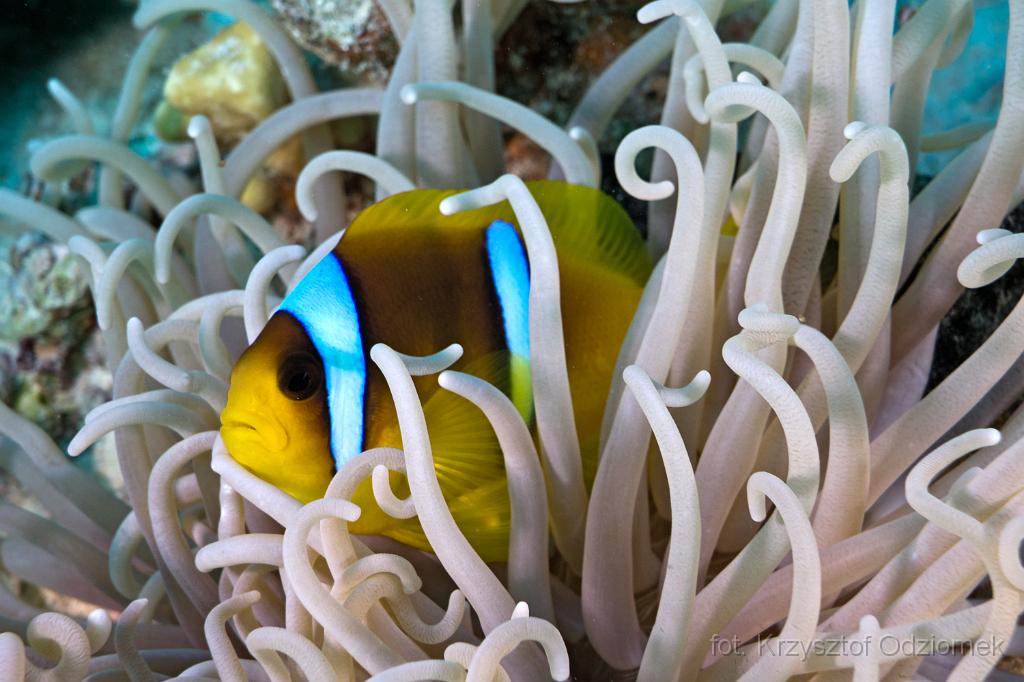 Egypt,diving,underwater,fish,gallery,coral,reef,anemonefish,clownfish