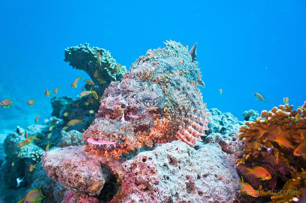 Egypt,diving,underwater,fish,gallery,coral,reef,Scorpion fish