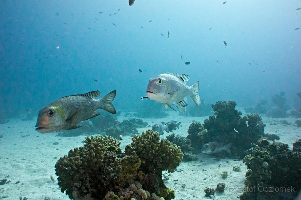 Egypt,diving,underwater,fish,gallery,coral,reef,Big-eye bream fish