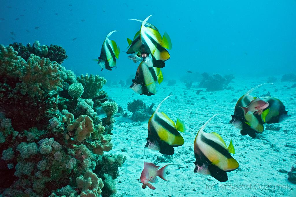 Egypt - School of Banner Fish on the reef