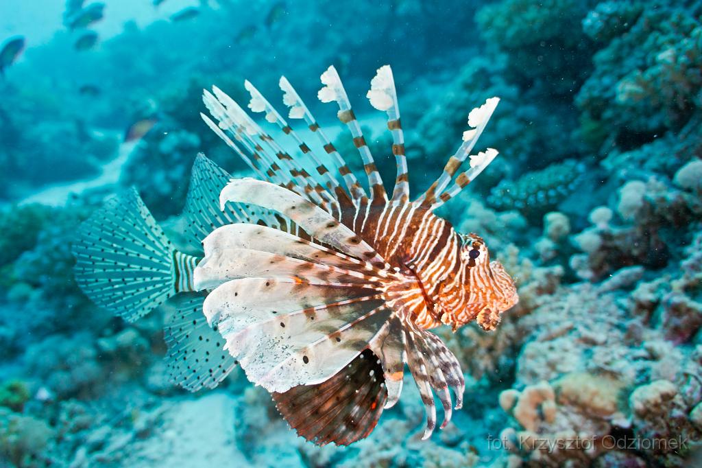 Egypt,diving,underwater,fish,gallery,coral,reef,Lionfish