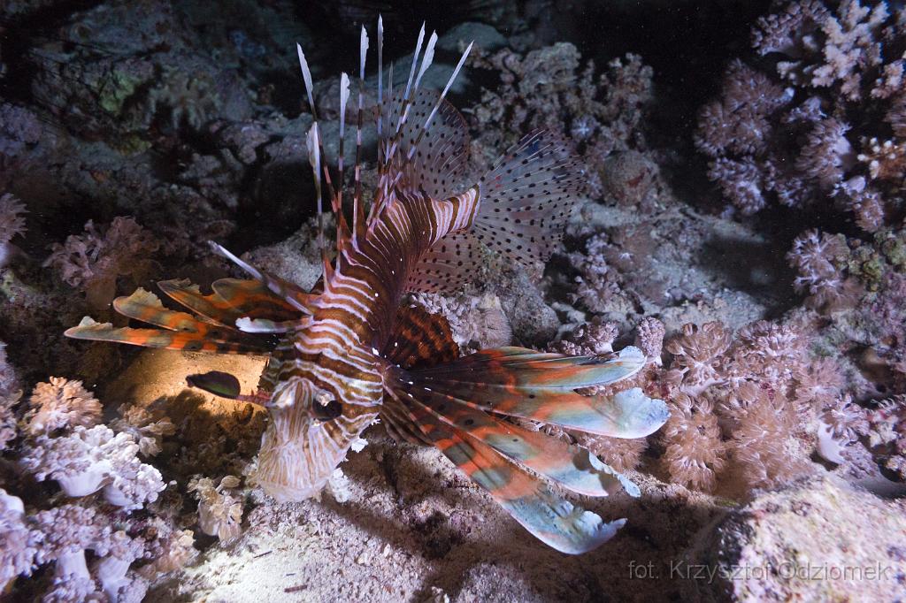 Egypt,diving,underwater,fish,gallery,coral,reef,Lionfish