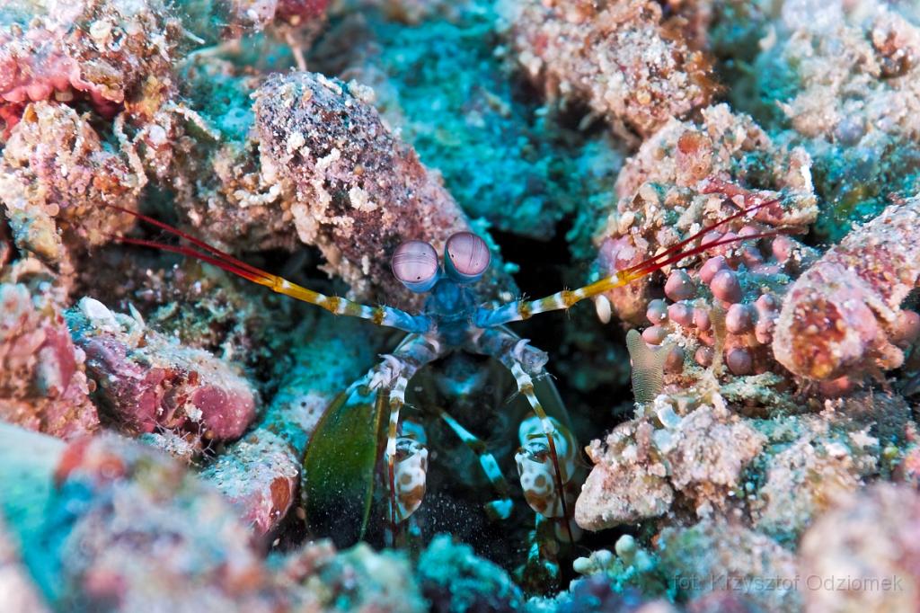 Philipphines Mantis Shrimp - underwater gallery