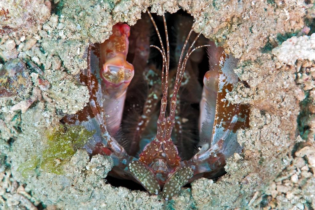 Phillipines mantis shrimp - underwater gallery