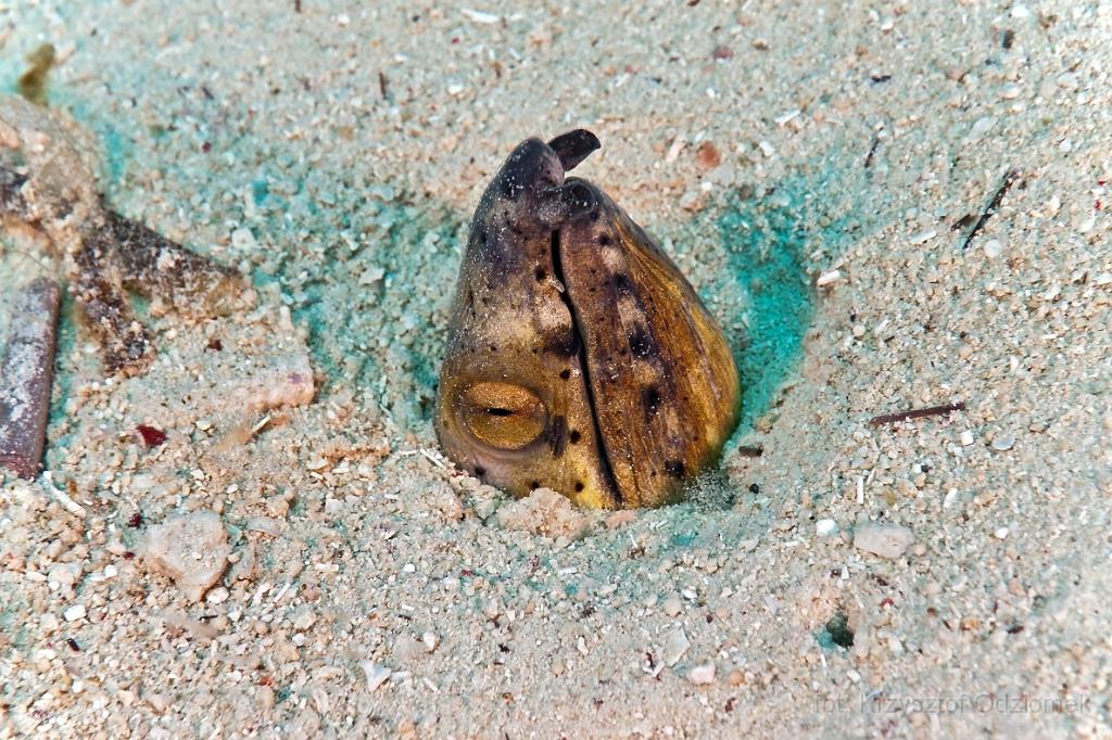 Philippines Snake Eel- underwater gallery