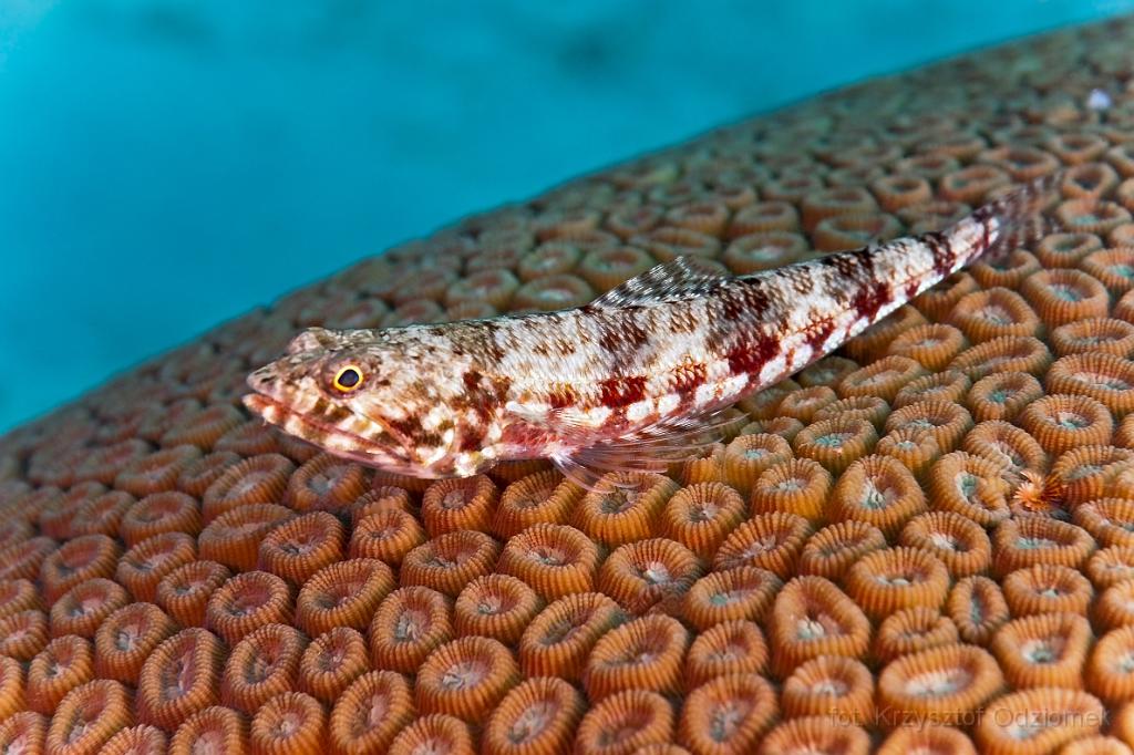 fish - underwater gallery