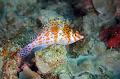 Hawkfish
