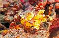frogfish