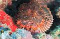 scorpion fish