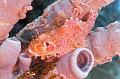 scorpion fish