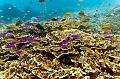 coral reef