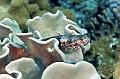 live on the coral reef
