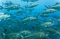 Jackfish