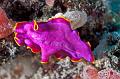 slug nudibranch