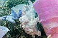 frogfish