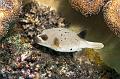 Blackspotted puffer