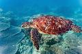sea turtle