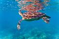 Philippines sea turtle