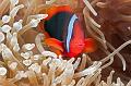 anemonefish