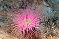 soft coral