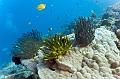 coral reef