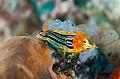 slug nudibranch