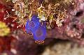 Sea Sponges