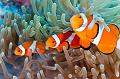 anemonefish clownfish