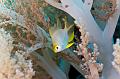 fish on the soft coral